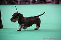 Crufts2011_2 873